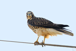 2013 August 28  Swainson's Hawk, one of a family of three checking me,  checking her out, on the road in Colorado