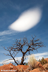 2015 August 22: "Come play with me" said the cloud to the tree ... a composition in Abiquiu, NM
