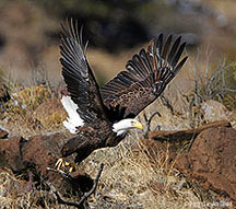 2006 December 27, Bald eagle yesterday on the Rio Grande