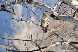 2006 December 08 Red-tailed Hawk along Hwy 64, yesterday evening in El Prado, Taos.