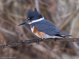 2006 December 30, A Belted Kingfisher along the Rio Lucero in Taos, NM