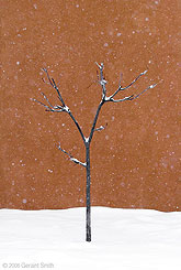 2006 December Simple Elegance in the Snow, a tree in Taos New Mexico