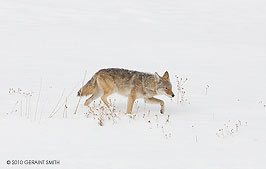 2010 December 26, Winter Coyote!