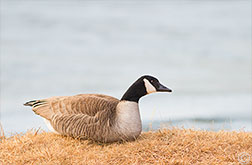 2012 December 08, Resident goose at Monte Verde Lake Angel Fire