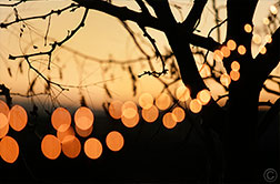 2012 December 14, Tree lights
