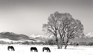 2013 December 26, Horses in the San Luis Valley, Colorado