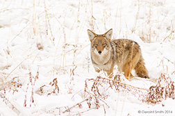 2014 December 15: Coyote in the meadows ... eye to eye