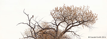 2014 December 05: The Bosque del Apache trip, day four ... Lone Red-tailed Hawk