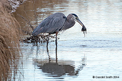 2014 December 04: The Bosque del Apache trip, day three ... Geat Blue Heron catches a river rat