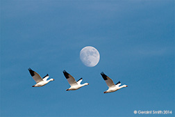 2014 December 03: The Bosque del Apache trip, day two ... Snow Geese under the moon, socorro new mexico