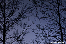 2015 December 07: Crescent Moon and Venus through the trees at dawn this morning