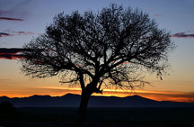 Sunset and tree south of Taos with the Jemez Mountains