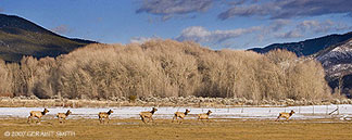 2007 February 25, Some of the heard of elk on the north side of Taos this week