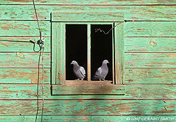 2007 February 18, Pigeons in a window Mora, NM