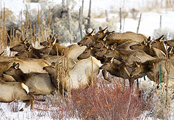 2008 February 03, Elk leaping fences in Taos yesterday