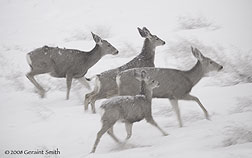2008 February 11, Mule deer in last week's snow fall