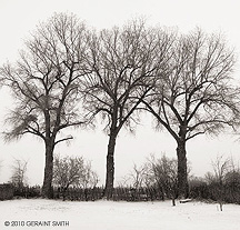 three trees in the snow