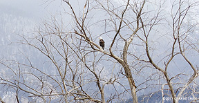 2011 February 05, Taos' resident Bald Eagle!