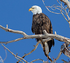 2013 March 01: Continuing with the birds! Eagle migration ... one of six eagles on the road today in Colorado