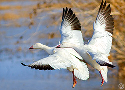 2013 February 14  Snow geese for valentine's day
