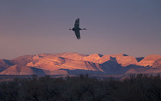 2014 February 03  Sandhill Crane sunset in the Bosque del Apache