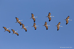 2015 February 24: Composite image of two Sandhill Cranes passing overhead at the Monte Vista NWR, Colorado