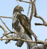 Hawk (Red Tail) of the week seen in El Prado, New Mexico