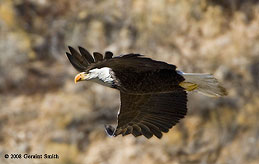 2008 January 31, A Bald Eagle in flight along the Rio Grande in Pilar, NM this week