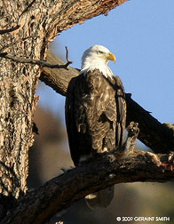 2009 January 11, Bald Eagle with an early supper of rabbit in the Rio Grande Gorge, NM