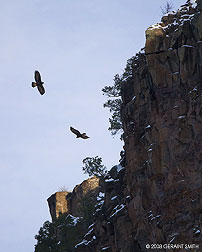 2009 January 03: Golden eagles on the Rio Grande Gorge Rim