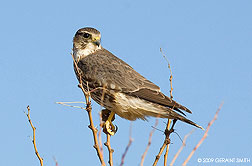 2009 January 20, Merlin Falcon, one from the Bosque del Apache NWR this weekend in Socorro, NM