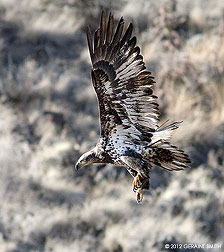 2012 January 22, Juvenile Bald Eagle Taos, New Mexico