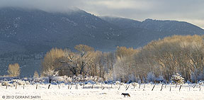 2012 January 27  Coyote morning ... in a Taos meadow