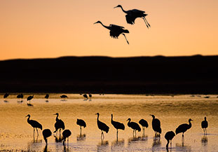 2014 January 18  Sandhill Cranes during the evening fly in  at the Bosque del Apache NWR
