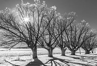 2014 January 12  In the San Luis Valley, near the  Monte Vista National Wildlife Refuge