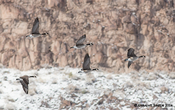 2016 January 15: Canadians (Canada Geese) in the Rio Grande Gorge