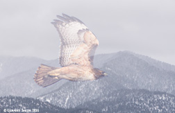2016 January 02: Red-tailed Hawk transition 2015 - 2016