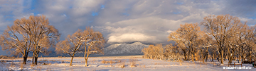 2016 January 20: That view "kissing trees" in El Prado, New Mexico