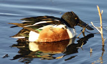 Northern Shoveler duck at the Bosque del Apache NWR
