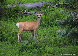 2008 July 11, Mule deer in the woods