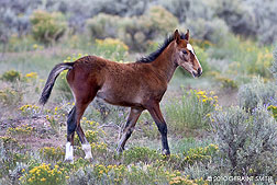 2010 July 07, A wild horse foal on Wild Worse Mesa, Colorado 
