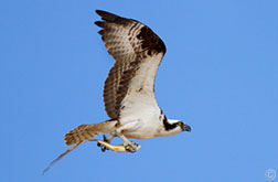 2013 July 15, Osprey at Heron Lake, NM