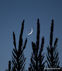 2016 July 07: Crescent moon through the new candles on the pine tree