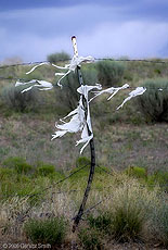 2006 July 07 One of many fence ghosts in Taos County