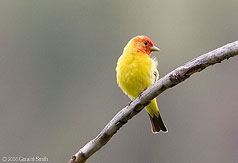July 2006 Western Tanager