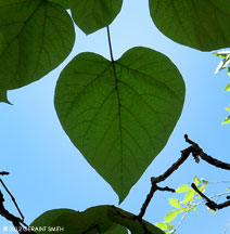 2012 June 30, Catalpa heart leaf