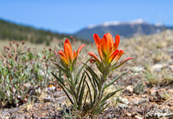 2013 June 22  Indian Paintbrush in the high country on the Summer Solstice