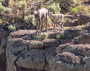 2014 June 30  New life on the Rio Grande Gorge rim this week