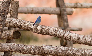 2014 June 02  Mountain Bluebird on the old corral in Abiquiu, NM