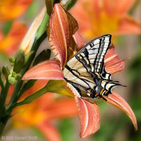 2006 June 12 "Butterfly Lily" Taos New Mexico